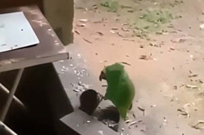 Squawk Talk: Clever Parrot Hilariously Demands Food in Genius Fashion!