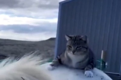 This Cat Has No Chill... Or Fear of Horses!