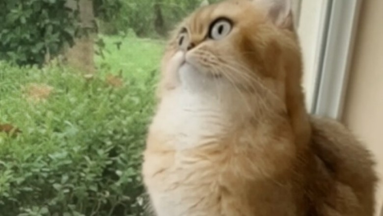 This Cat is SO Quiet, You'll Think He's a Stuffed Animal