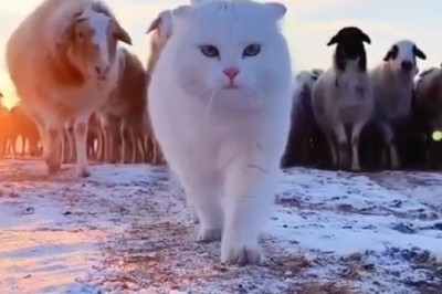 This Cat Thinks He's a Sheepdog! (But He's Way More Adorable)
