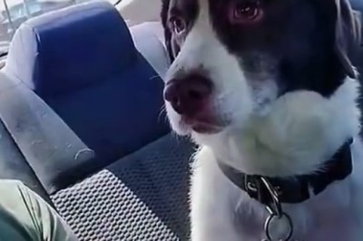 Bark-king Up the Right Tree: Hilariously Pawsome Dogs Do the (Un)expected!