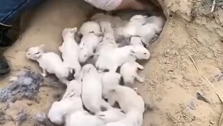 Bunny Bonanza: Hilarious Newborn Rabbits Steal the Show!