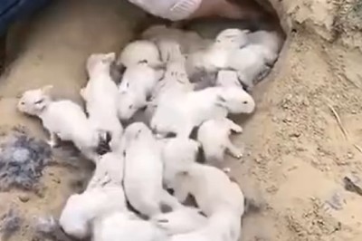 Bunny Bonanza: Hilarious Newborn Rabbits Steal the Show!