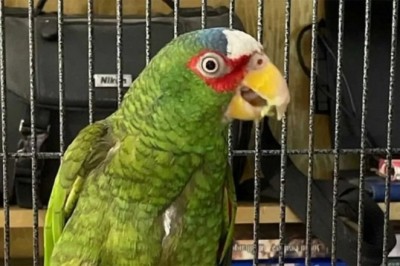 Foul-Mouthed Parrot Pepper Finds Love: The Heartwarming Tale That Will Melt Your Heart!