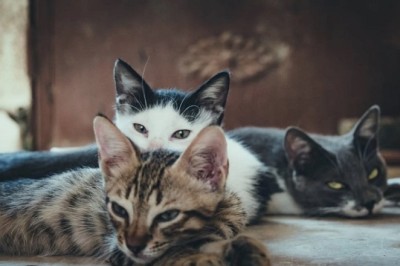 From Love to Antipathy: Why Cats Fall Out of Favor with Their Owners
