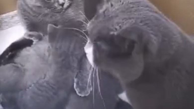 Hilarious Compilation of Silly Cats Will Have You in Stitches!