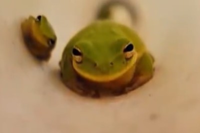 Laugh Out Loud: The Ultimate Compilation of Hilarious and Heartwarming Funny Pet Moments!