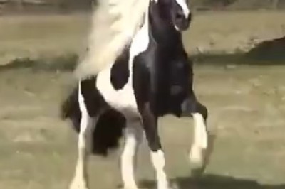 Neigh-way! Hilarious Moments Captured by the Most Stunning Horses You've Ever Seen!