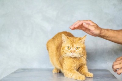 Nurturing Love: Strengthening the Bond with Your Feline Friend