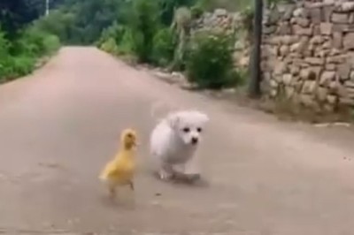 Paws and Peeps: A Small Dog and His Chick Pal Take on the World!
