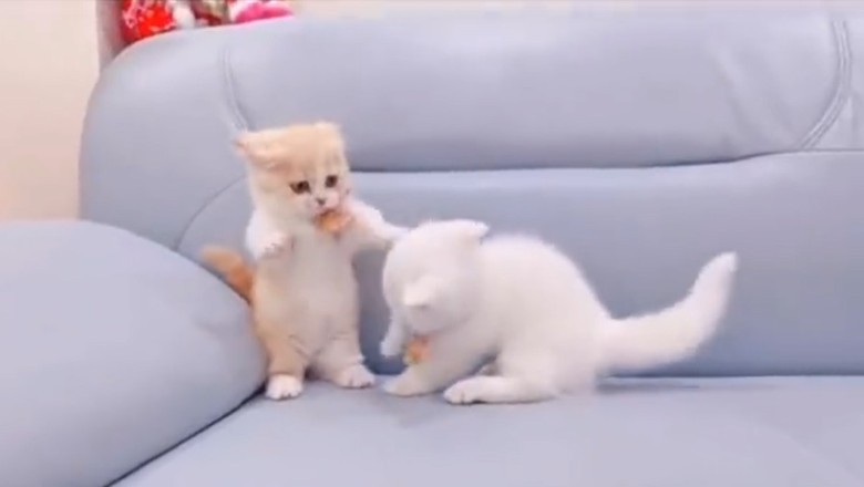 Paws-itively Hilarious: This Funny Kitten will Have You in Stitches!