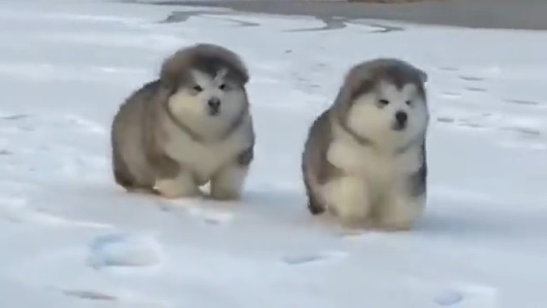 Tiny Paws, Big Adventures: Miniature Dogs Take on the Snow!