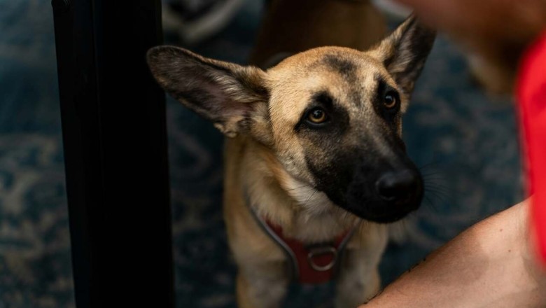 Dogs Can Smell Your Stress! How It Affects Them Will Amaze You!