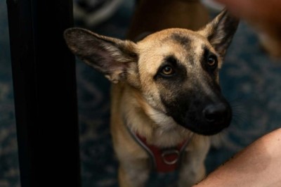 Dogs Can Smell Your Stress! How It Affects Them Will Amaze You!