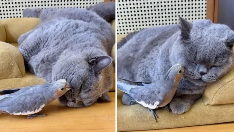 Heartwarming Video Shows Bird Grooming Cat's Fur