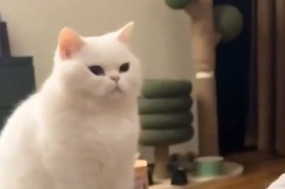 Hilarious Cat vs. Dog Showdown: Watch the Epic Battle of Jealousy Unfold!