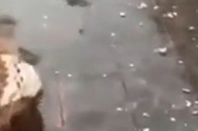 Monkey Business Gone Bananas: Hilarious Slipping Shenanigans in the Rain!