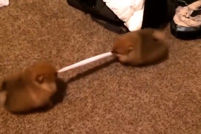 Paws for Drama: The Ultimate Showdown Between Two Pooches Vying for Alpha Status!