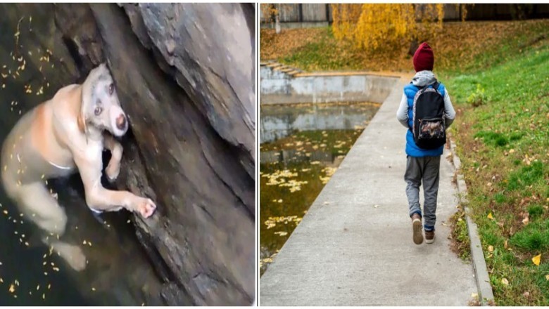 Child Rescues Dog from River, Unveils Shocking Revelation - The Untold Truth Unveiled!