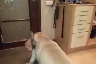 Adorable Duo Alert: Dog and Baby's Unbeatable Cuteness Will Melt Your Heart!