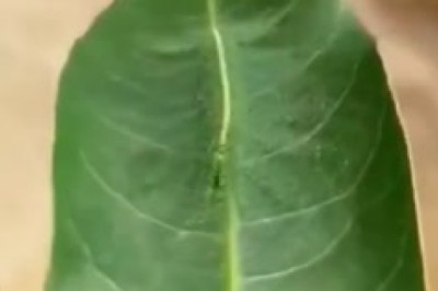 Botanical Mystery Unveiled: The Incredible Plant That Dances on Its Own!