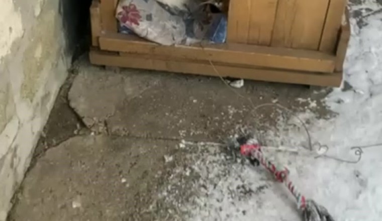 Epic Fail Funny Video: Gatto e Cane Litigano per il Divano! Chi Vincerà?