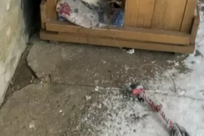 Epic Fail Funny Video: Gatto e Cane Litigano per il Divano! Chi Vincerà?