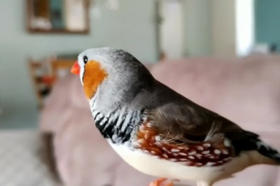 Feathered Frenzy: Hilarious Australian Zebra Finch Steals the Spotlight with Its Side-Splitting Antics!