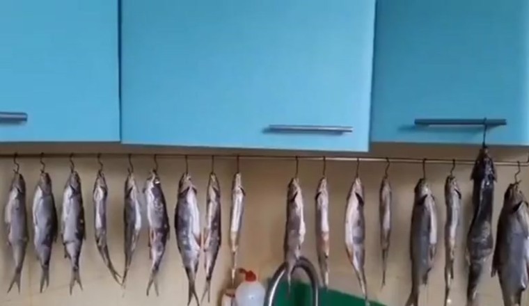 Hilarious Cat Burglars Strike Again: Cats Caught Red-Pawed Taking Fish!