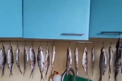 Hilarious Cat Burglars Strike Again: Cats Caught Red-Pawed Taking Fish!