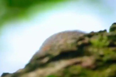 Hilarious Silent Monkey Shenanigans: Watch This Prankster Primate Master the Art of Stealth Mode!