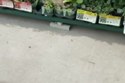 Hoppy Shopper: When a Rabbit Goes Grocery Shopping Solo!