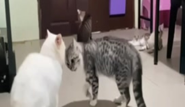 Klawe uit! Katte Baklei in die Grootste Slag van die Eeu!