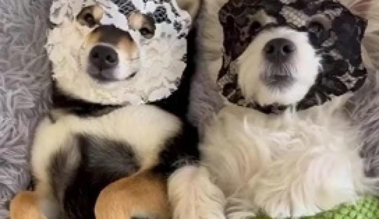 Lol met Lekker Lag: Twee Mal Majesteitlike Honde