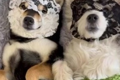 Lol met Lekker Lag: Twee Mal Majesteitlike Honde