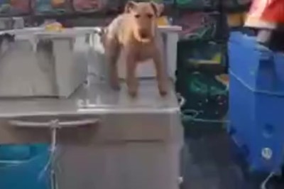 Paws for a Cause: The Hilarious Adventures of a Dog Working in a Port!