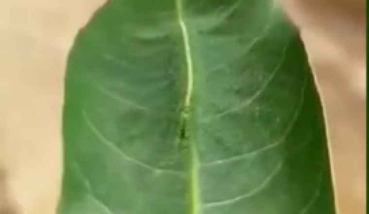 Un insetto "strano" causa panico in Italia - Video Virale!