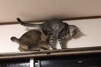 UnBEARably Funny: Two Cats Walk a Closet's Edge in a Hilarious Balancing Act!