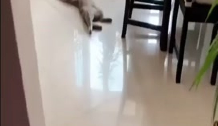 Video Divertente: Gatto Addormentato in Posizioni Assurde! Ridicolo e Adorabile!