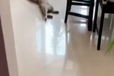Video Divertente: Gatto Addormentato in Posizioni Assurde! Ridicolo e Adorabile!