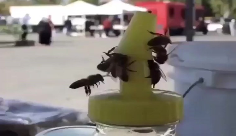Video Divertente: Un Giro al Parco con Amici per Prendere il Gelato più enorme di Sempre!