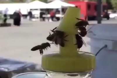 Video Divertente: Un Giro al Parco con Amici per Prendere il Gelato più enorme di Sempre!