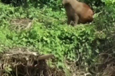 Video Virale: Orso Italiano Impressiona Con un Tuffo epico nel Fiume!