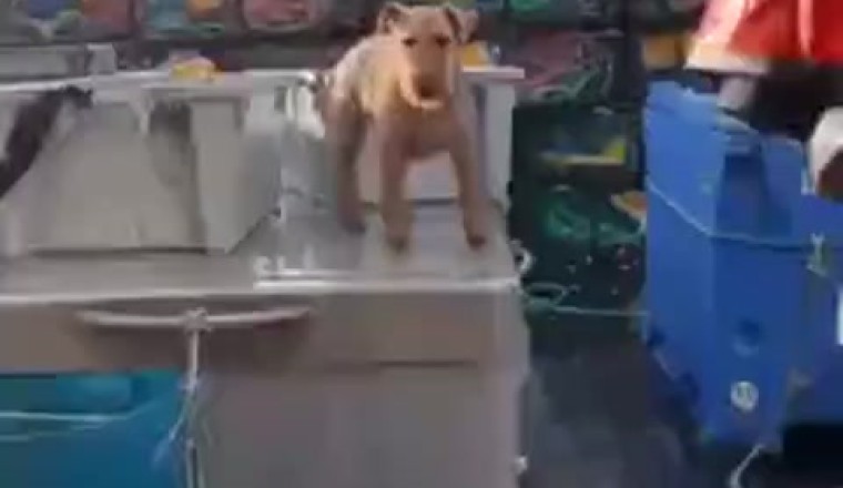 Videocommedia: Le Disavventure di un Cane Divertente che Fa Impazzire il Quartiere!