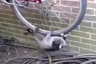 Wasbeerwiel-Waansin: Wanneer 'n Wasbeer die Fiets Dryf!