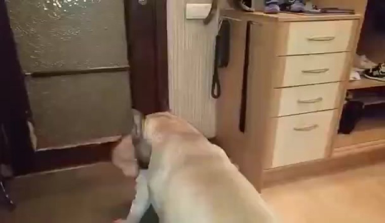 Woef en Lag: 'n Hond se Avonture met 'n Beminde Baba