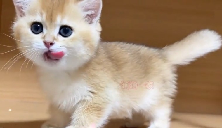 Cuteness Overload Alert: Meet the Most Adorable Kitten EVER! š±š Prepare to Swoon and Smile!