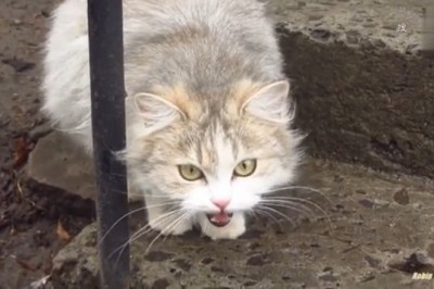 Hilarious Cat Concert: Prepare to LOL at the Cutest Cat Sounds Ever!