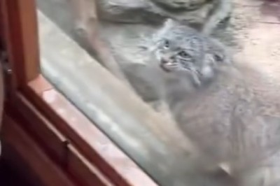 Hilarious Pallas Cat Antics: Prepare to ROFL at the World's Grumpiest (and Cutest) Feline Star!