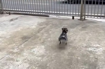 Laugh Out Loud with These Hilarious Funny Dogs!